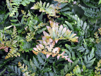 Hardy Fern Dryopteris erythorosa 'Prolifica'